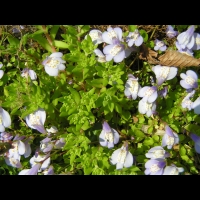 Mazus Reptans (fam. Scrophulariacees) (Himalaya) (2)